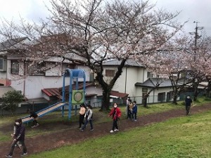 薩摩土手桜